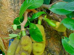 -中国科学院西双版纳热带植物园