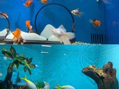 -合肥海洋世界
