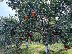 -樱桃山旅游景区