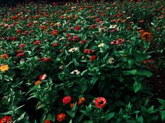 -盘龙城国家考古遗址公园