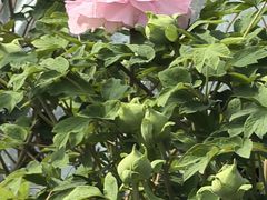-洛阳市隋唐城遗址植物园