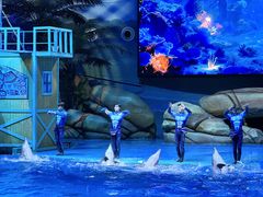 -海合安武汉极地海洋公园