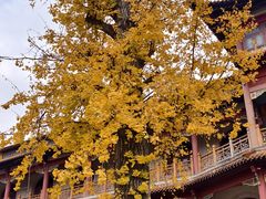 -高旻寺
