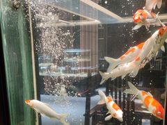 -浩运·海鲜青岛菜·海胆水饺(石老人店)
