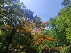 -岳麓山风景名胜区