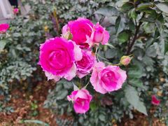 -人民公园(罗湖区)