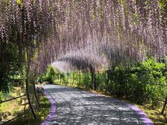 -大塘金香草谷