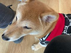 -柴犬小屋·柴餐厅·狗咖食堂(金鼎广场店)