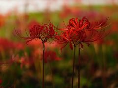 -白塘生态植物园