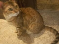 -more than meow吴止猫主题餐厅(承德 中船汇店)