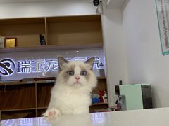 -瑞派天使宠物医院·神经外科·骨科·核磁(洛川中路店)