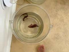 -小猫钓鱼海钓俱乐部(椰梦长廊店)