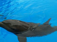 -珠海横琴长隆《卡卡虎奇遇记》