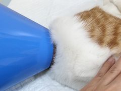 -乐派堂宠物医院·猫友好· 心脏科(东街店)