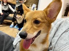 -南京Hallo宠物乐园·哈罗犬舍·柴犬繁育基地