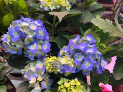 -花鸟鱼虫鲜花绿植市场(玉泉路店)