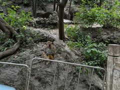-黔灵山公园