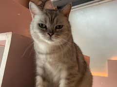 -猫儿山۰猫主题餐厅