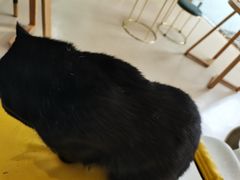 -猫在这儿猫咪咖啡馆·撸猫馆