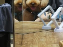 -八公叔叔宠物美容连锁(春申店)