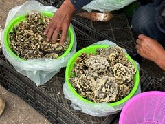 -云南木水花野生菌交易中心