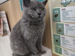 -瑞派长江宠物医院·猫科·外科·24小时夜护(谊城公寓分院)
