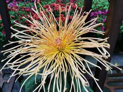 -菊花台公园