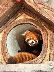 -Zoolung Zoolung动物主题公园(海信广场店)
