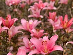 -花博汇(知音花月夜)