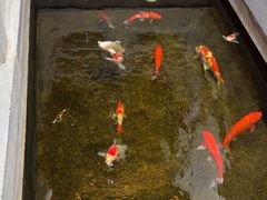 -鲤院·新中式美学·庭院餐厅(夫子庙店)