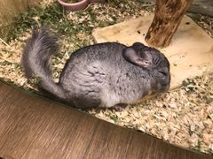 -藦茜花园宠物主题亲子互动体验馆(国顺东路店)