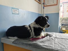 -瑞派福兴宠物医院犬猫全科·骨科·中西医结合(河东店)