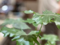 -ABCD咖啡屋(妇幼店)