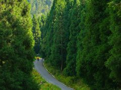 -武陵山森林公园