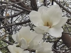 -护国法轮寺