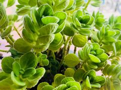 -ZING COFFEE 镜咖啡