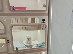 -翊宠yipet猫狗购宠庄园犬舍•猫舍