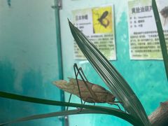 -上海大自然野生昆虫馆