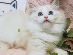 -十年猫舍·猫咪专门店(普陀店)