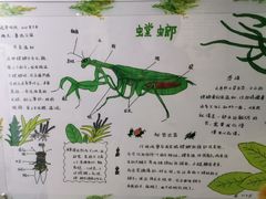 -上海昆虫博物馆