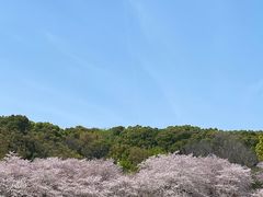 -苏州上方山国家森林公园