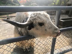 -长白岛森林公园