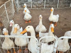 -HERRE·FARM 赫尔露营农场·团建聚会包场