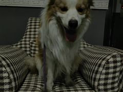 -纳吉亚猫专科动物诊疗中心(蒋宅口分院)