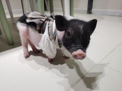 -怪兽屋·羊驼·猫咖·狗咖(俊华广场店)