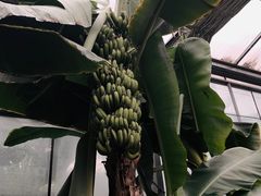 -呀路古热带植物园