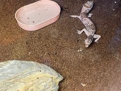-上海大自然野生昆虫馆