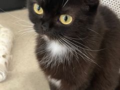 -共舞时光猫咖·狗咖(新街口店)