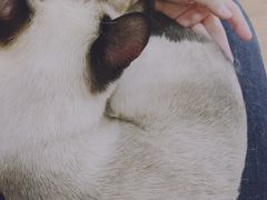 -猫爪屋猫咖(乐汇城店)