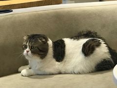 -啵啵喵·猫咖(攀华国际店)